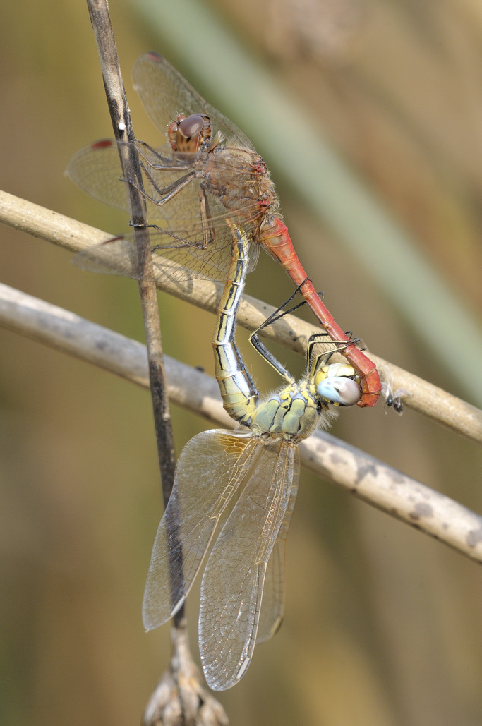 Accoppiamento di sympetrum fonscolombii